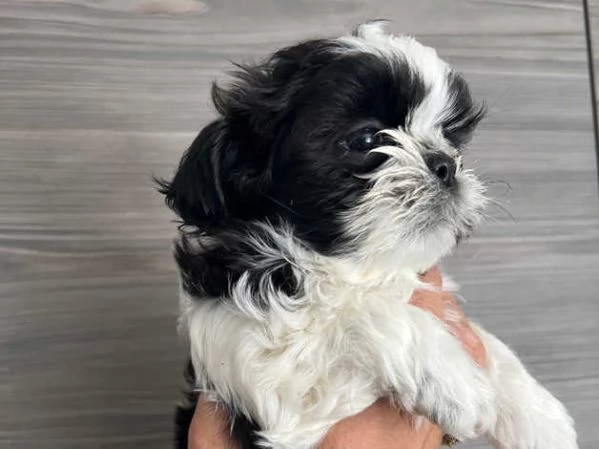 Ecco il nostro piccolo tesoro: il cucciolo di Shih Tzu | Foto 0