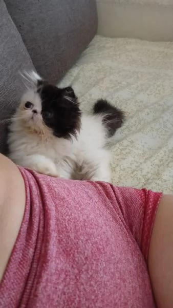 Cuccioli gatto gatta persiano