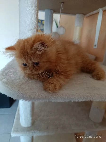 Cuccioli gatto gatta persiano | Foto 6