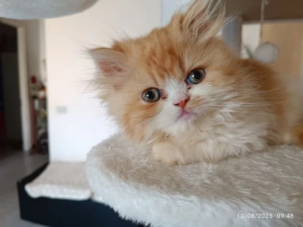 Cuccioli gatto gatta persiano | Foto 5