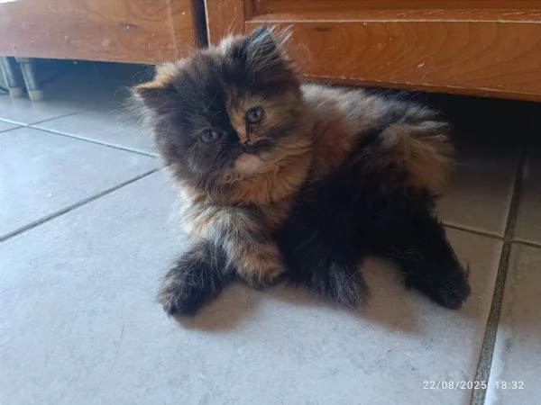 Cuccioli gatto gatta persiano | Foto 4