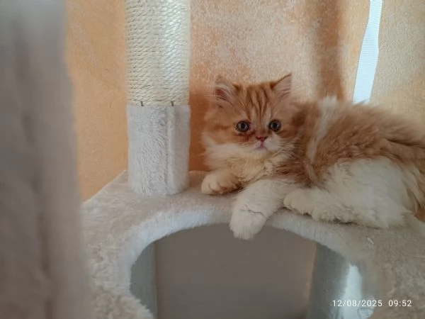 Cuccioli gatto gatta persiano | Foto 3