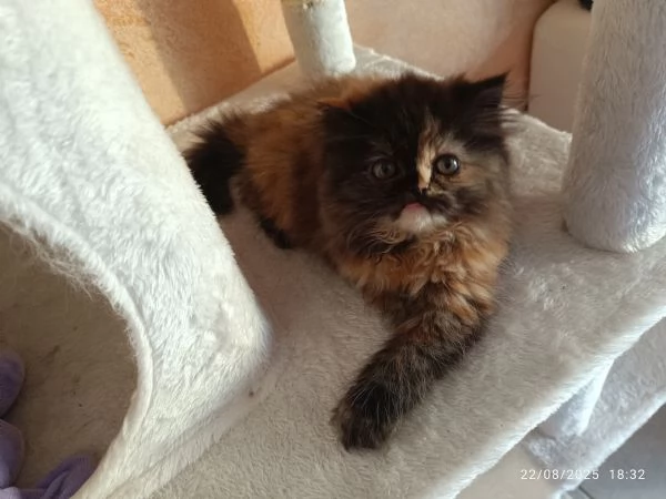 Cuccioli gatto gatta persiano | Foto 2