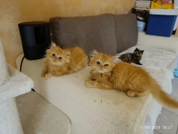 Cuccioli gatto gatta persiano | Foto 1