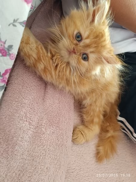 Cuccioli gatto gatta persiano | Foto 0