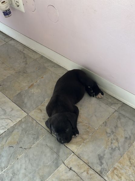 Cucciolo di Corso disponibile per una nuova famiglia | Foto 5