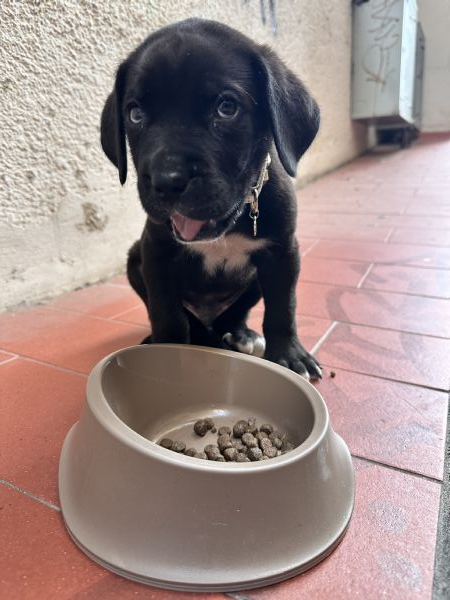 Cucciolo di Corso disponibile per una nuova famiglia | Foto 3