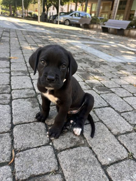 Cucciolo di Corso disponibile per una nuova famiglia | Foto 2