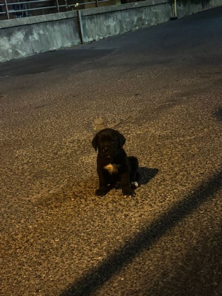 Cucciolo di Corso disponibile per una nuova famiglia | Foto 1