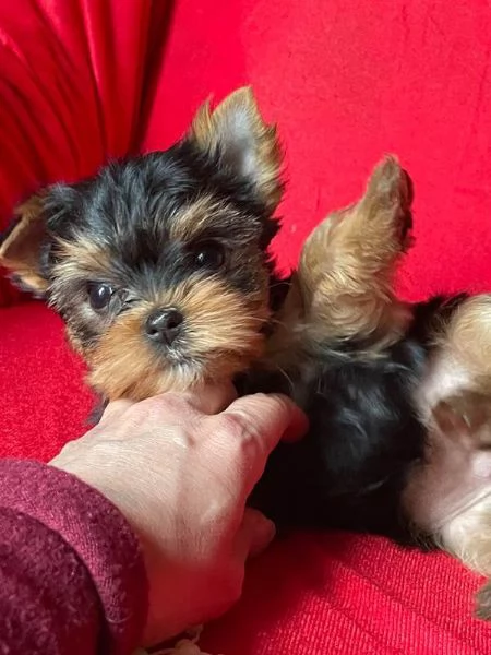 Cuccioli di Yorkshire Terrier di razza pura