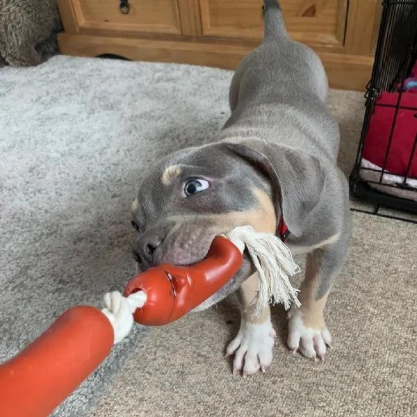 Cuccioli Di Pitbull  | Foto 3