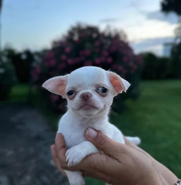 4. Chihuahua Toy (cuccioli maschio e femmina)