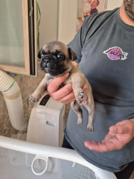 Vendita bouldogue francese 