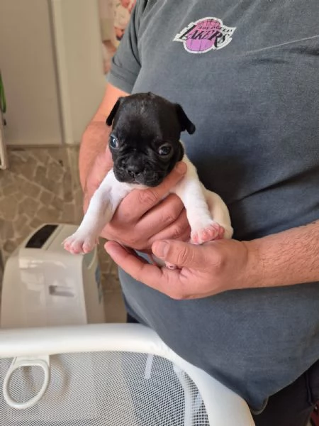 Vendita bouldogue francese  | Foto 3