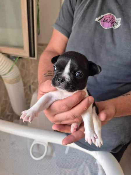 Vendita bouldogue francese  | Foto 2