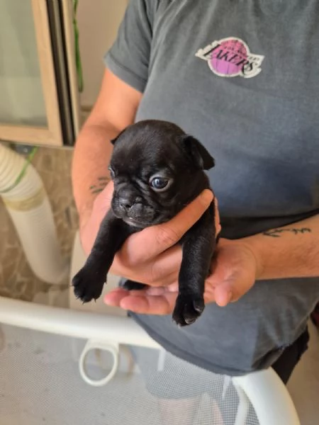Vendita bouldogue francese  | Foto 1