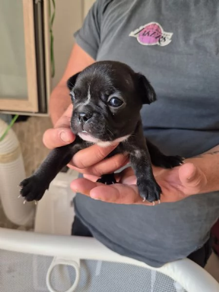 Vendita bouldogue francese  | Foto 0