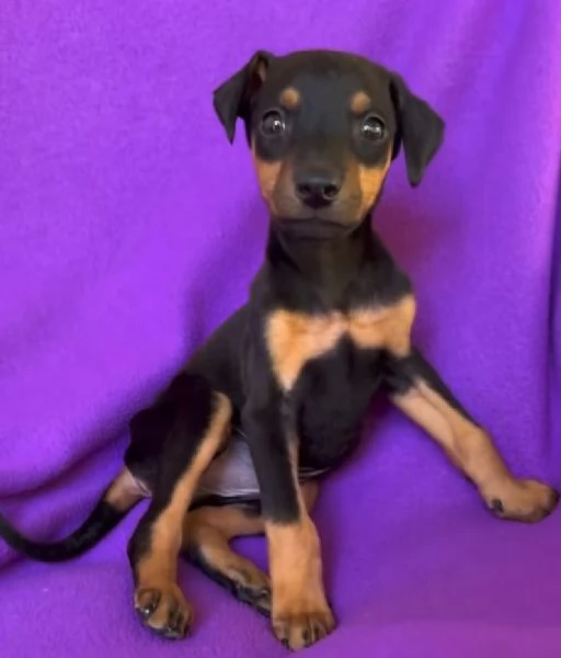 6. Pinscher Mini (cuccioli maschio e femmina)