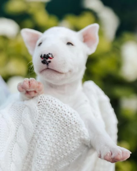 Bull Terrier (cuccioli maschio e femmina) | Foto 1