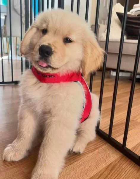  Golden Retriever (cuccioli maschio e femmina) | Foto 1
