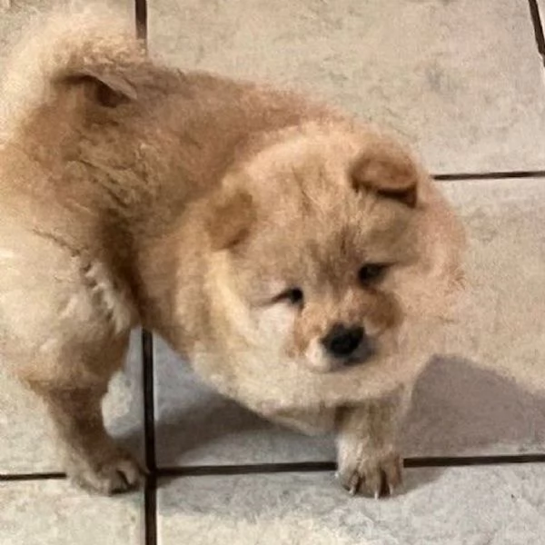 Chow Chow (cuccioli maschio e femmina) | Foto 0
