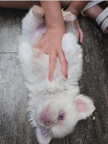 Pechinese (cuccioli maschio e femmina) | Foto 0