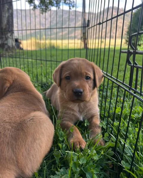  Labrador Retriever (cuccioli maschio e femmina) | Foto 1