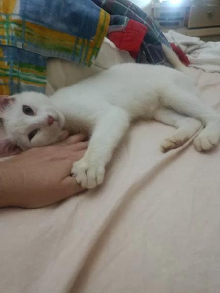 Gatto Siamese bianco dolcissimo