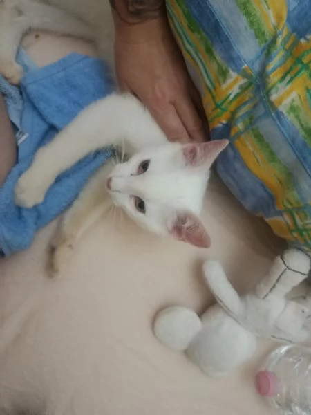 Gatto Siamese bianco dolcissimo | Foto 6