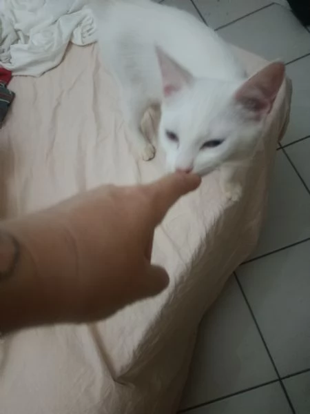 Gatto Siamese bianco dolcissimo | Foto 5