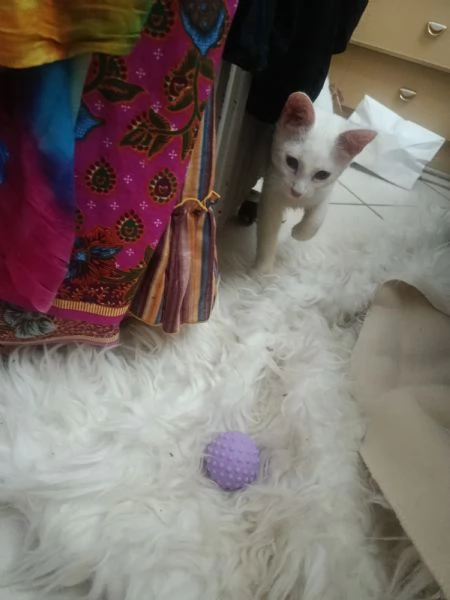 Gatto Siamese bianco dolcissimo | Foto 4