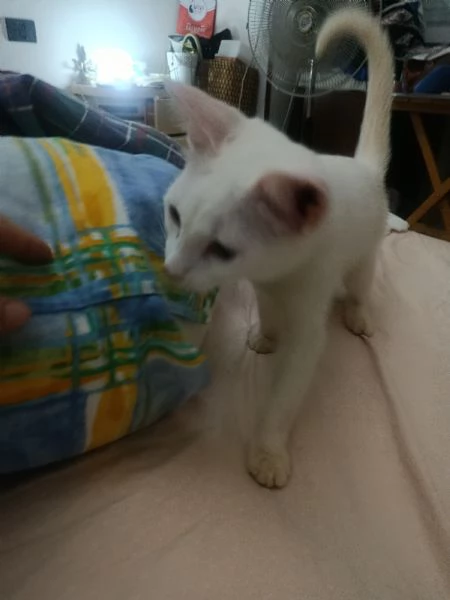 Gatto Siamese bianco dolcissimo | Foto 3