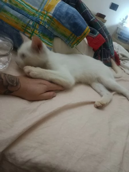 Gatto Siamese bianco dolcissimo | Foto 2