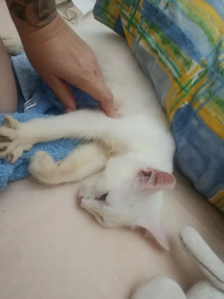 Gatto Siamese bianco dolcissimo | Foto 1