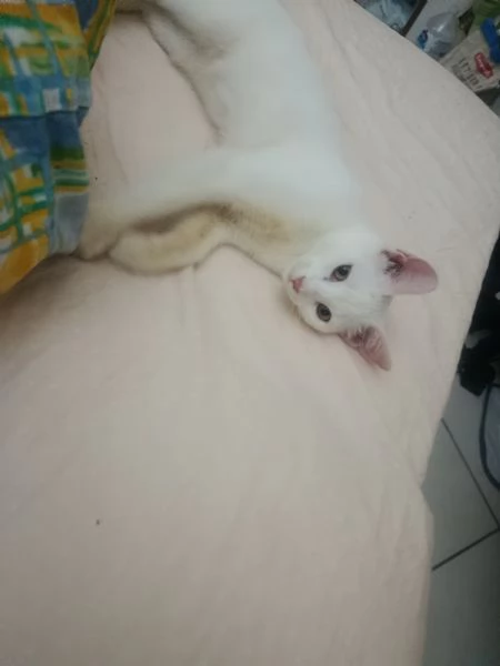 Gatto Siamese bianco dolcissimo | Foto 0