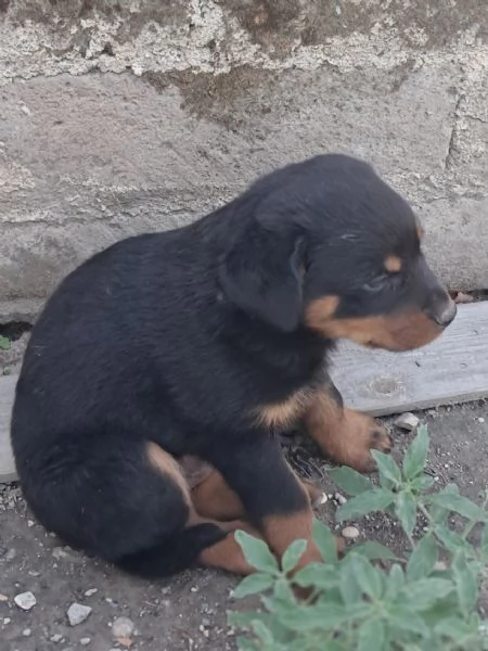 Cuccioli di Rottweiler 