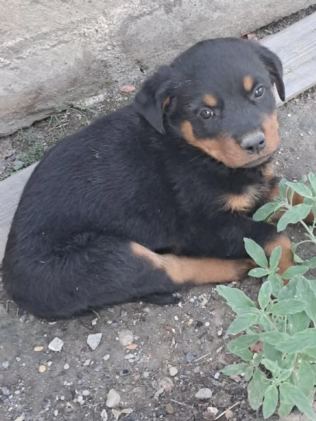 Cuccioli di Rottweiler  | Foto 0