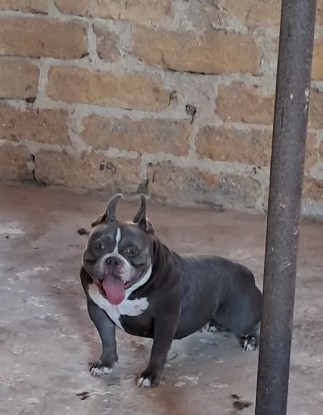 American bully pocket 