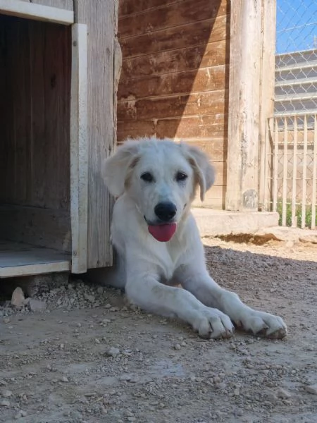 Kobe cerca casa | Foto 4