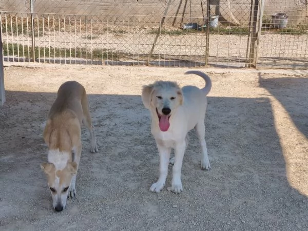 Kobe cerca casa | Foto 3