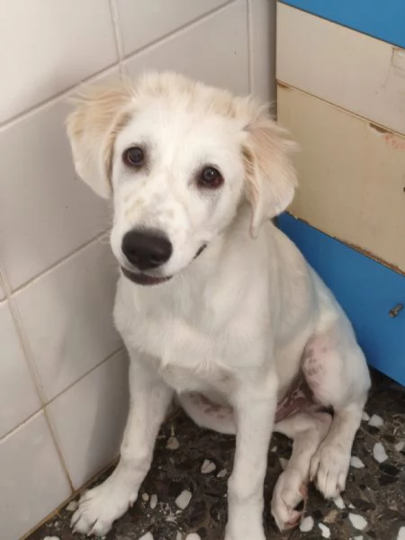 Kobe cerca casa | Foto 2