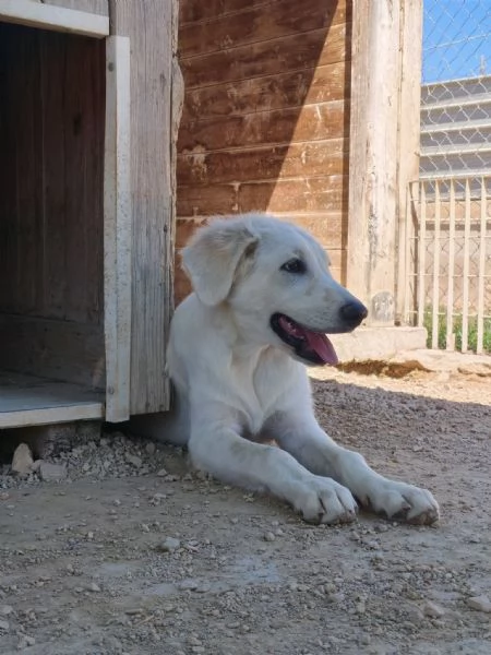 Kobe cerca casa | Foto 0