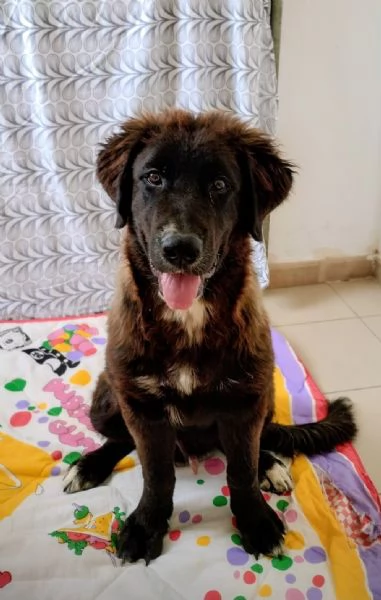 Baloo cerca casa | Foto 0