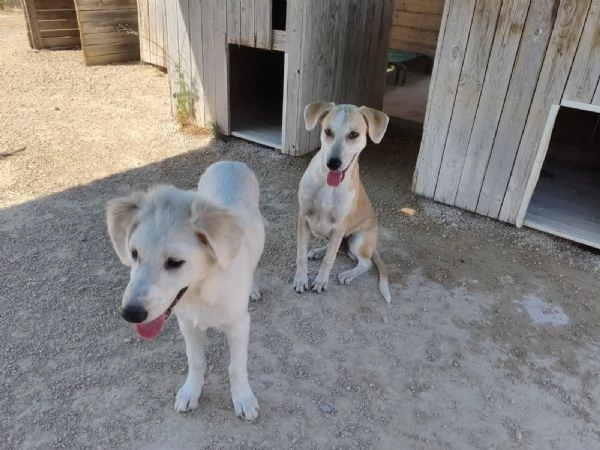 Gea cerca casa | Foto 3