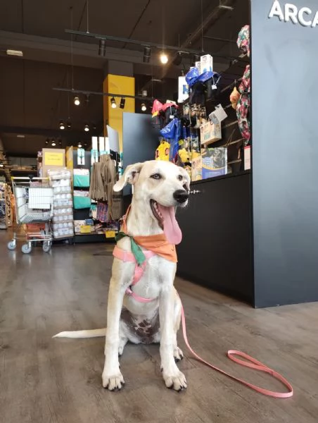 Gea cerca casa | Foto 2