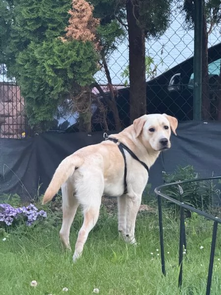 Labrador retriever 2 anni