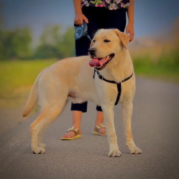 Labrador retriever 2 anni | Foto 0