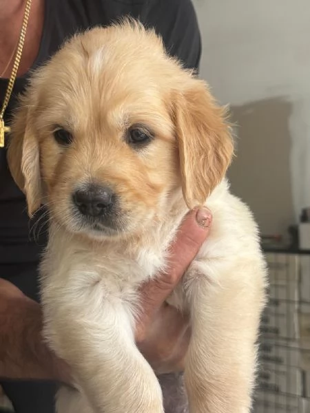 Cuccioli golden retriever  | Foto 1
