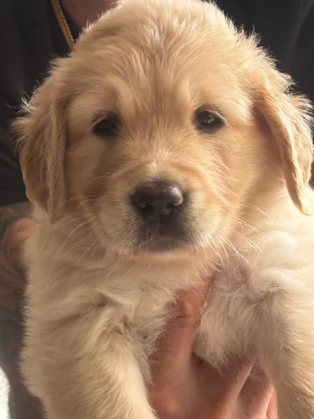 Cuccioli golden retriever  | Foto 0