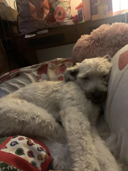 chi vuole adottare bibi?